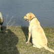 Fun at the Pond