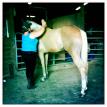 Horse Grooming